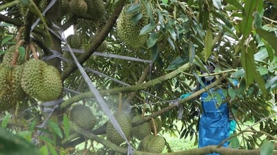 Nhiều mô hình trồng sầu riêng đạt năng suất 22-30 tấn/ha