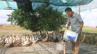 Hợp tác xã Chăn nuôi tổng hợp xã Đông Tiền Hải: Thành công từ sự khác biệt