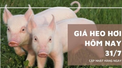 Giá heo hơi hôm nay 31/7: Tăng đến 2.000 đồng/kg tại miền Bắc,...