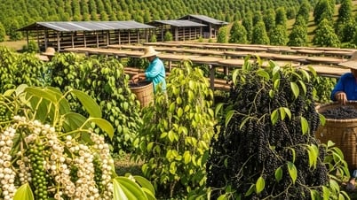 Tin tức, dự báo giá tiêu ngày mai 1/8/2025: Thị trường tiêu ấm dần, đợi Quý IV bùng nổ