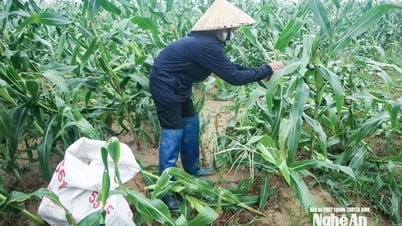 Nghệ An tập trung các giải pháp khôi phục sản xuất nông nghiệp sau mưa lũ