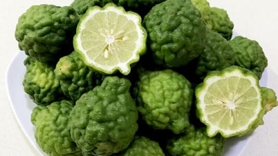 Cây chúc vùng Bảy Núi