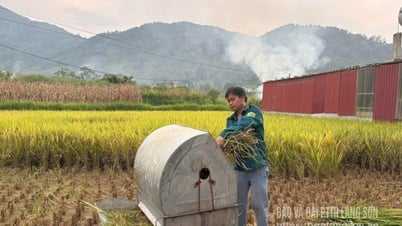 Xuân nhanh mùa mạnh