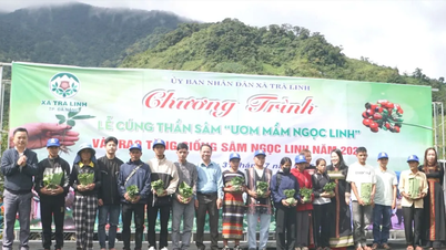 Đà Nẵng trao 7.000 cây sâm Ngọc Linh giống giúp người dân tộc thiểu số thoát nghèo