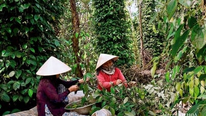 Giá tiêu hôm nay 31/7/2025: Tăng nhẹ hàng loạt