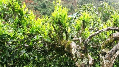 “Đánh thức” tiềm năng vùng chè Shan tuyết Pà Cò