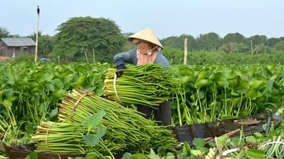 Phòng ngừa, khoanh vùng từ sớm để quản lý loài ngoại lai xâm hại