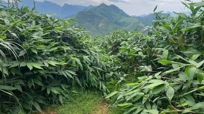 Mô hình trồng giang lấy lá góp phần phát triển kinh tế nông thôn miền núi