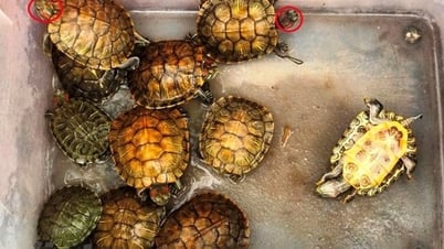 Diệt trừ các loài ngoại lai xâm hại: "Mỗi sự chậm trễ đều phải trả giá"