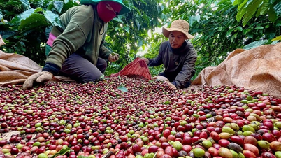 Cà phê và hồ tiêu cùng tăng giá trong ngày cuối cùng của tháng 7