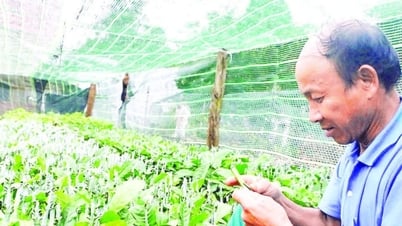 “Cà-phê dây” năng suất vượt trội