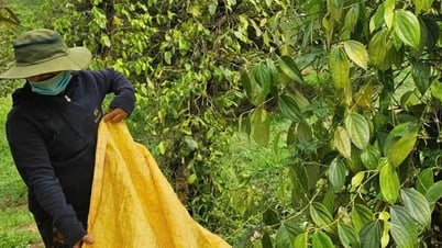 Giá hồ tiêu tăng, doanh nghiệp kỳ vọng thị trường tốt hơn vào cuối năm
