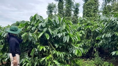 Chị Thị Oanh - gương sáng làm kinh tế giỏi ở bon Bu N’Doh