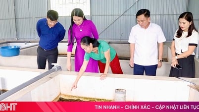 Triển vọng từ mô hình nuôi lươn không bùn đầu tiên ở xã Thượng Đức