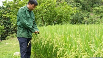Trưởng bản 8X ở Nghệ An 'nghĩ khác, làm khác', biến đồi dốc thành 'mỏ vàng' trăm triệu