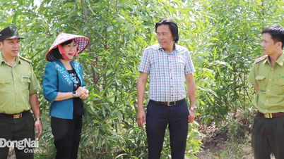 Chung tay giữ gìn 'lá phổi xanh'