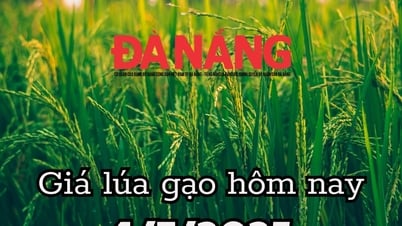 តម្លៃអង្ករថ្ងៃនេះ 7/4/2025 ការនាំចេញកើនឡើង 7.6% ប៉ុន្តែចំណូលធ្លាក់ចុះ 12.2%