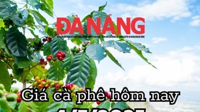 Giá cà phê hôm nay 4/7/2025: Brazil giáng đòn xuất khẩu, cà phê Việt quay lại mốc 95.200 đồng