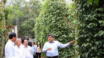 Phát huy tối đa tiềm năng, thế mạnh để Đồng Nai mới phát triển Bài 3: Ưu tiên phát triển nông nghiệp bền vững