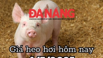 Giá heo hơi hôm nay 4/7/2025: Miền Trung và miền Nam đỏ sàn, miền Trung xuất hiện vùng giá thấp kỷ lục