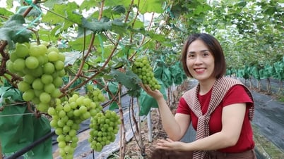 Universidad de Agricultura y Silvicultura de Bac Giang: Se investigaron y transfirieron con éxito cuatro nuevas variedades de uva