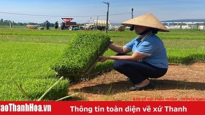 高品質の種子 - 作物の収穫量を左右する決定的な要因