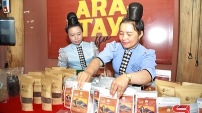ការកសាងយីហោកាហ្វេអារ៉ាប៊ីកានៅ Son La