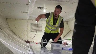 Phát hiện rắn trong khoang hành lý, máy bay chở khách bị hoãn 2 giờ