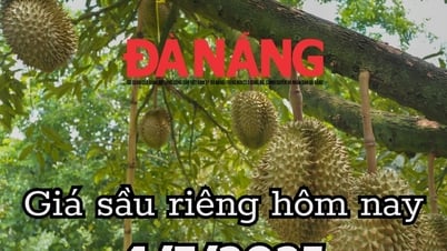 Giá sầu riêng hôm nay 4/7/2025: Việt Nam chi 9,3 triệu USD nhập sầu riêng dù là vua xuất khẩu