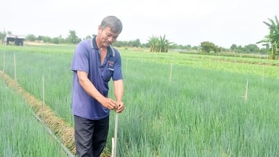 Gemüseanbaugebiet Binh Thuy