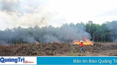 “Trồng rừng không đốt” để phát triển rừng bền vững