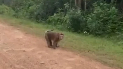 Quang Tri: 10-year-old girl attacked by monkey and hospitalized