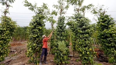 Precio del pimiento hoy 4/7/2025: Fuerte caída