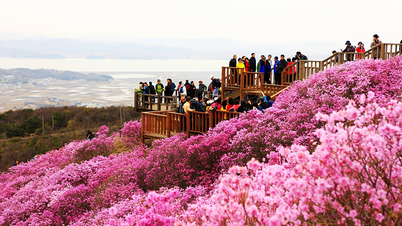 Entdecken Sie Koreas Azaleensaison: Festivals und eine Auswahl an Orten zum Blumenbeobachten, die jeder liebt