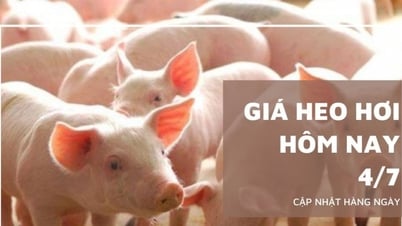 Schweinepreis heute, 4. Juli: Weiterer Rückgang in der Zentral-West-Region …