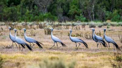La orgullosa grulla azul de Sudáfrica: un símbolo nacional que clama ayuda