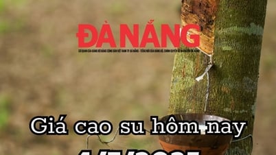 Rubber price today 7/4/2025: Mang Yang makes waves, Phu Rieng still stubborn at 385 VND/DRC