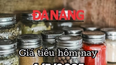 Giá tiêu hôm nay 4/7/2025 Đắk Lắk một mình một cõi với mức giá 145.000 đồng/kg