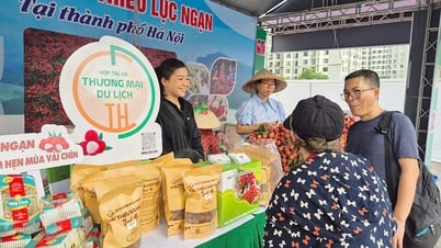 Diffusion de la « Semaine du litchi Luc Ngan à Hanoi »