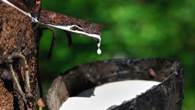Giá cao su hôm nay 4/7: Diễn biến trái chiều trên các...