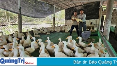 Effective duck farming model on mesh floor