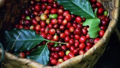 Prix ​​des produits agricoles au 5 juillet 2025 : Le café a légèrement augmenté, le poivre a continué de baisser