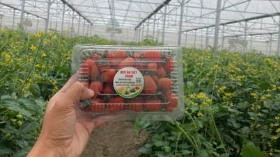 Xây dựng thương hiệu và truy xuất nguồn gốc - hướng đi bền vững của hợp tác xã