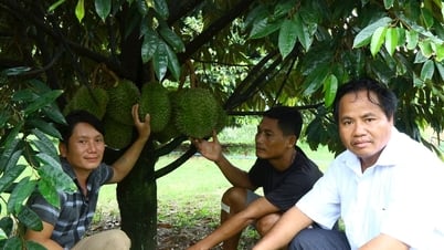 Ấm no dưới tán rừng Cát Tiên