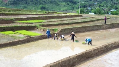 Rẻo cao Nghệ An tranh thủ từng cơn mưa, xuống đồng gieo cấy lúa mùa
