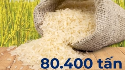 80400 طن - هو هدف إنتاج الأرز لهذا العام في القطاع الزراعي في كوانج نينه