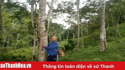 チャプチャン丘陵の古い農家のチーク材の森