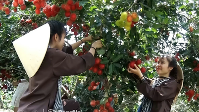 Hello love, the season of ripe rambutan
