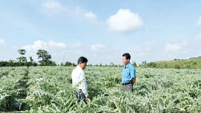 កសិដ្ឋានស្លឹក Artichoke