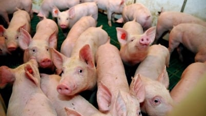 Giá heo hơi ngày 5/7/2025: Duy trì ổn định trên cả nước
